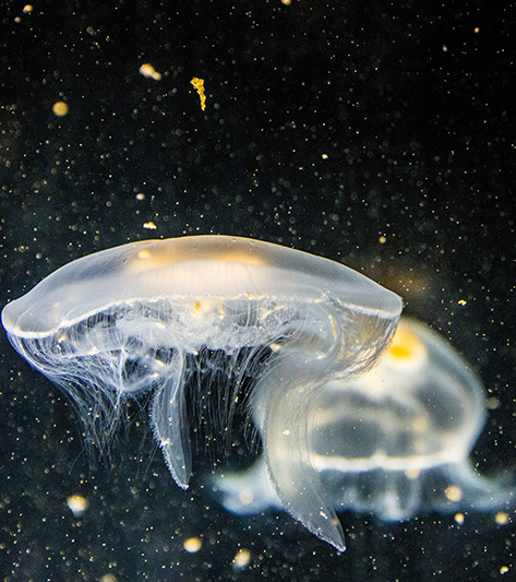 jelly fish